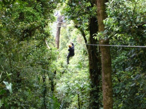 Hazel zipping through the forest Hazel zipping through the forest