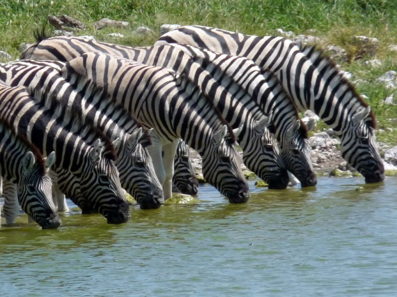 Etosha National Park, Namibia