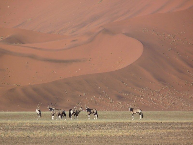 Oryx near Sossusvlei, Namibia